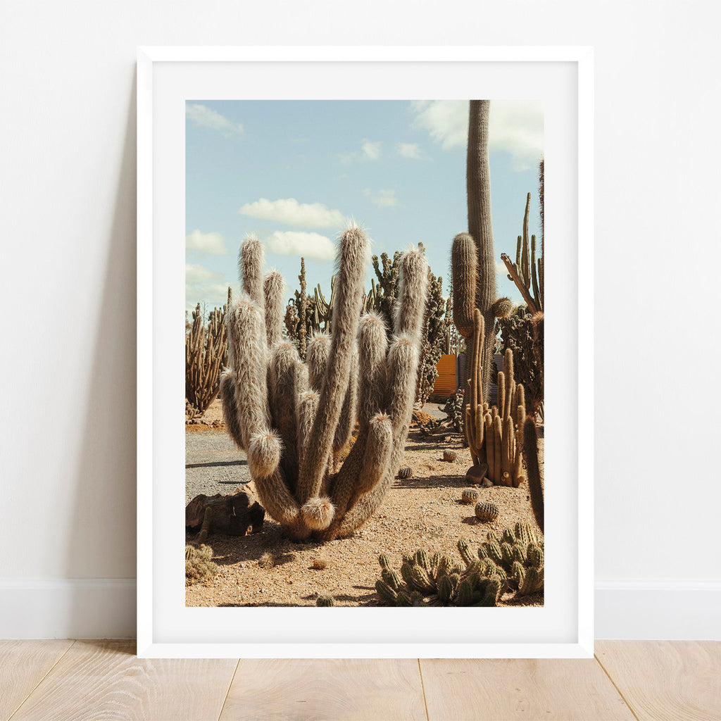Furry Cactus
