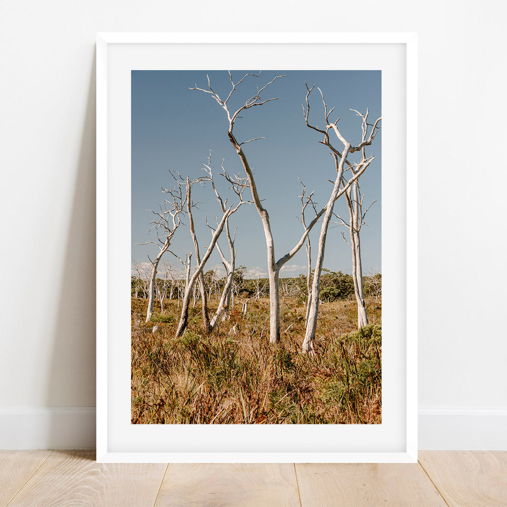 Gum Tree Graveyard