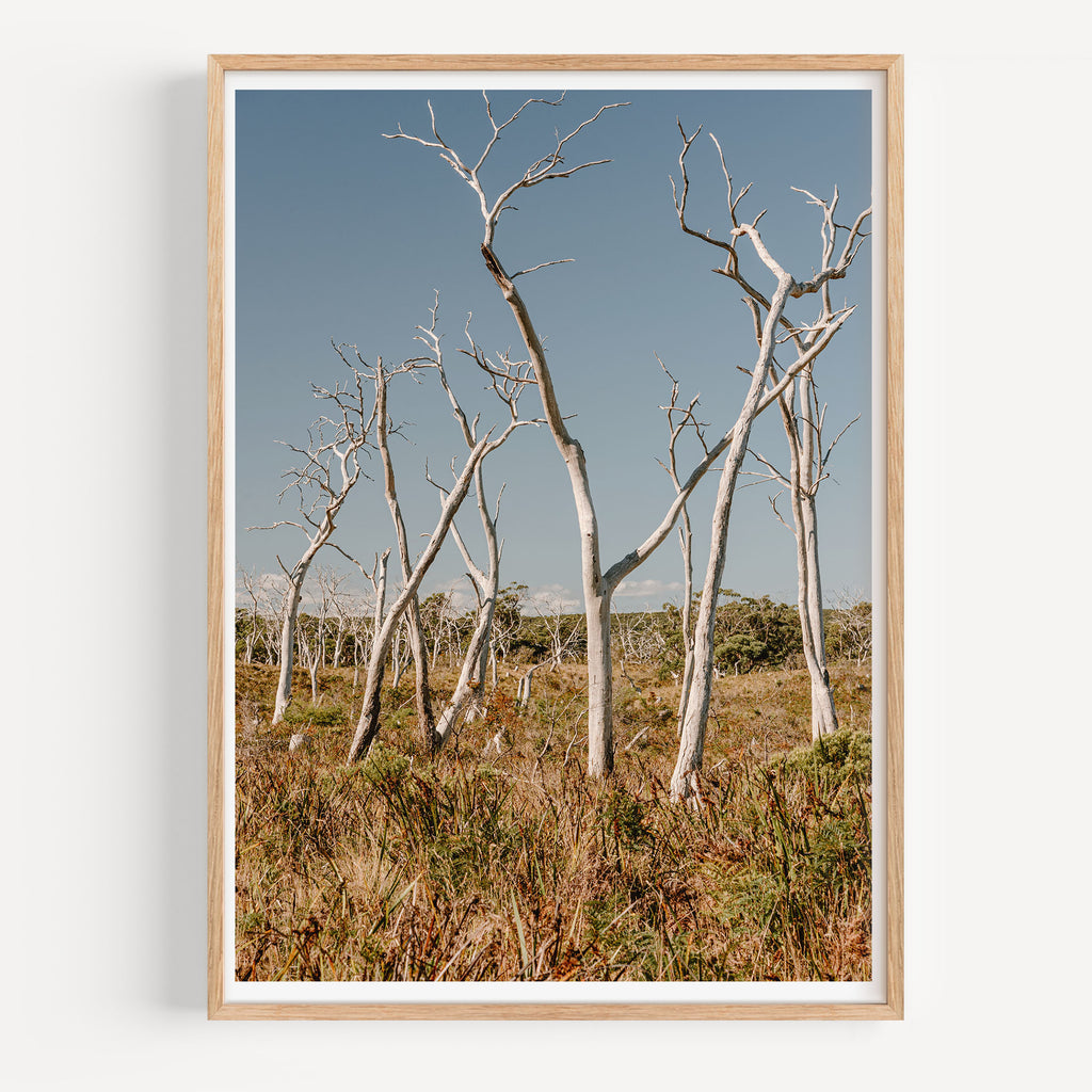 Gum Tree Graveyard