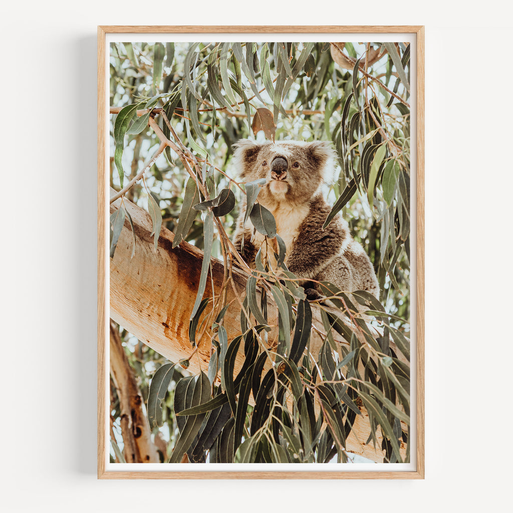 Koala in a Gum