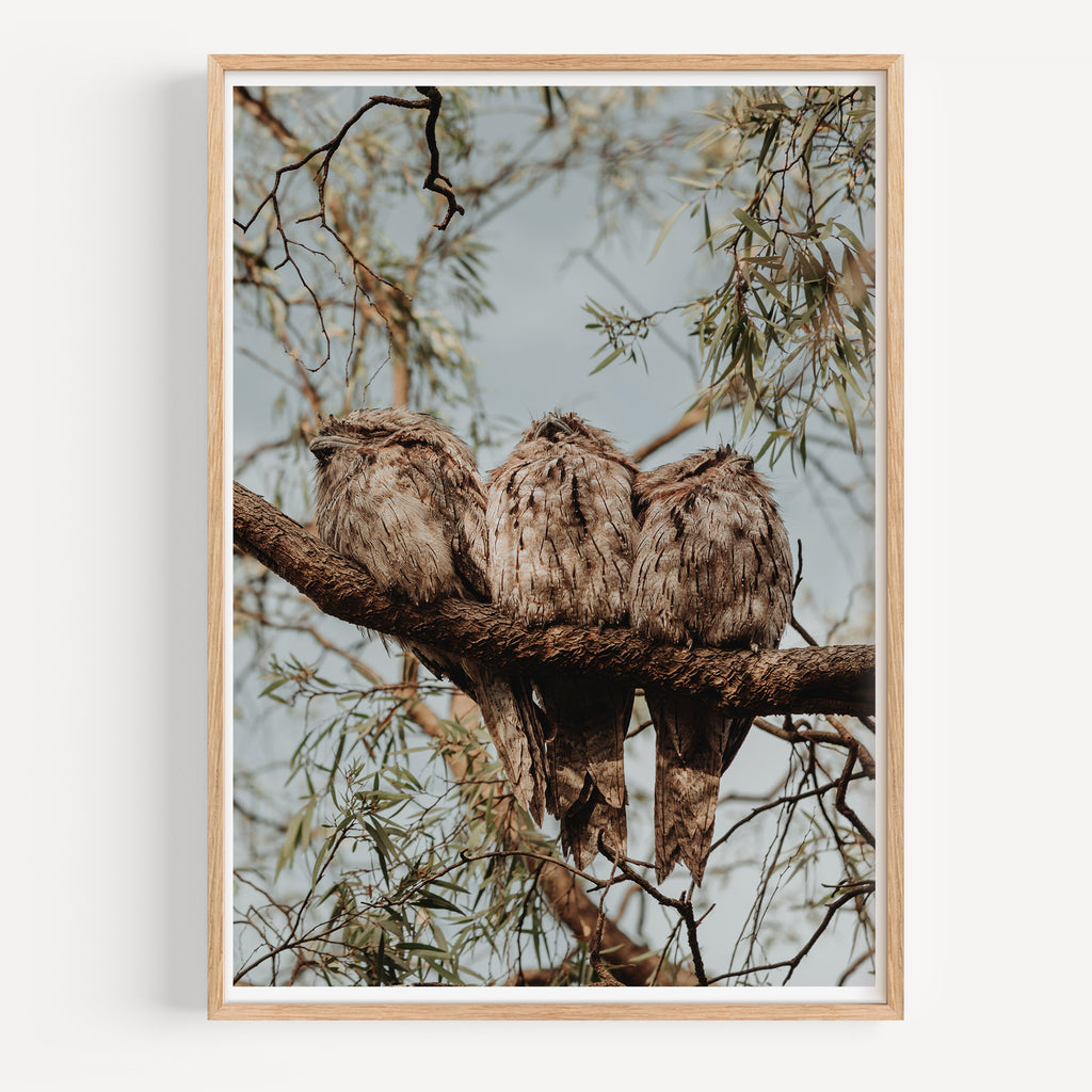 Tawny Frogmouth Family Print