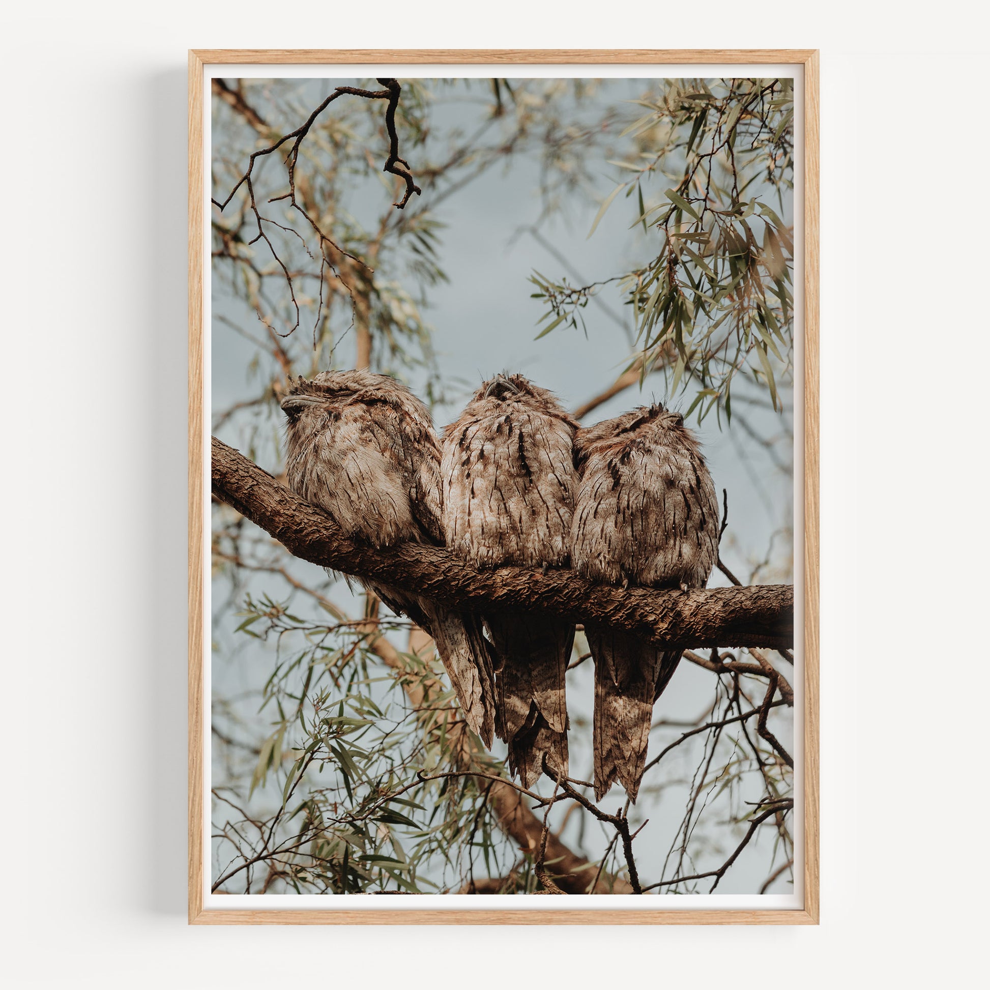 Tawny Frogmouth Family Print