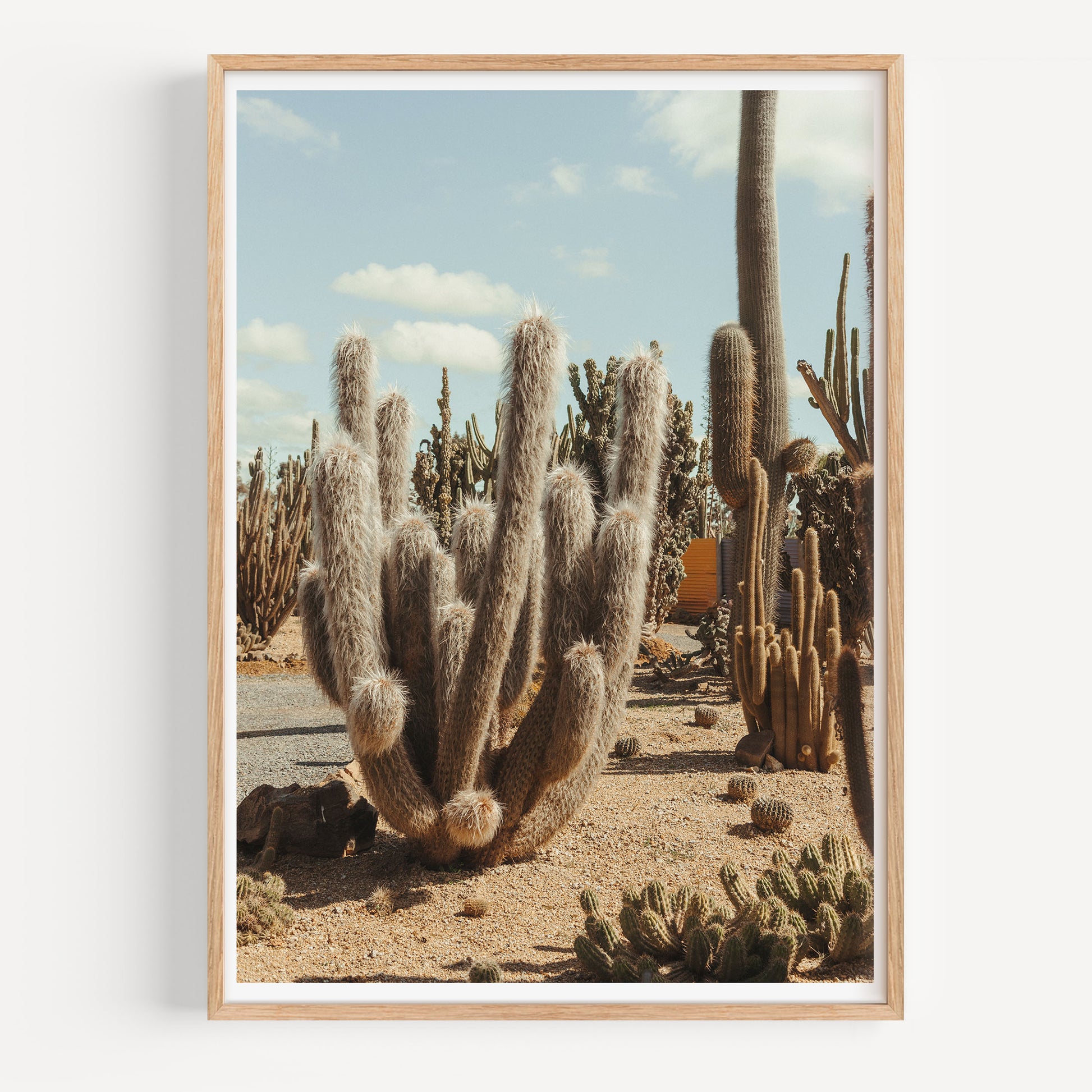 Furry Cactus